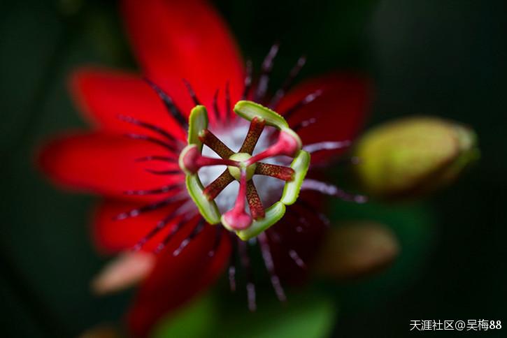 兴隆热带植物园里的赏奇花异果
