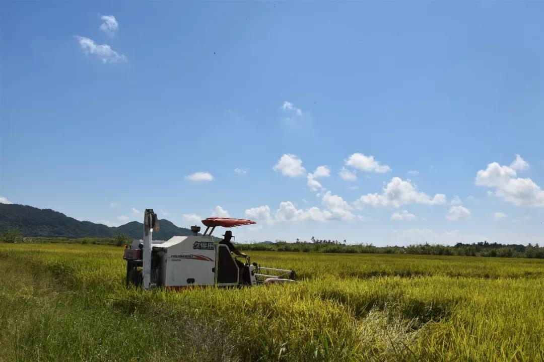 万宁水边水稻种植专业合作社打造万宁富硒大米品牌
