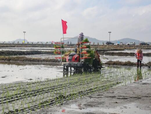 130亩新品种海水稻试验田在