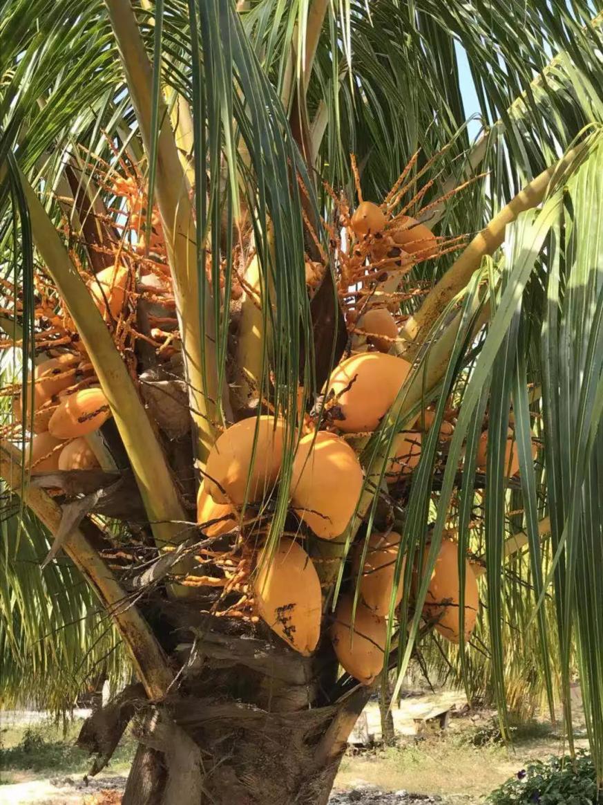 推动椰子产业发展 万宁今年将种植良种椰子约15万株