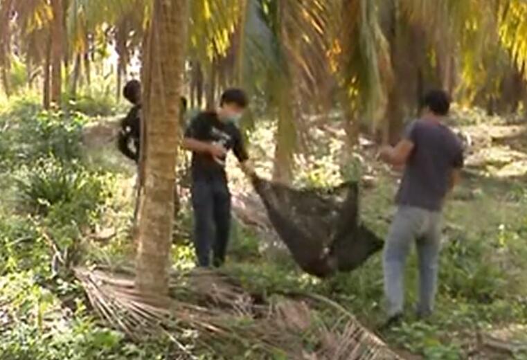 万宁召开发展椰子树产业动员