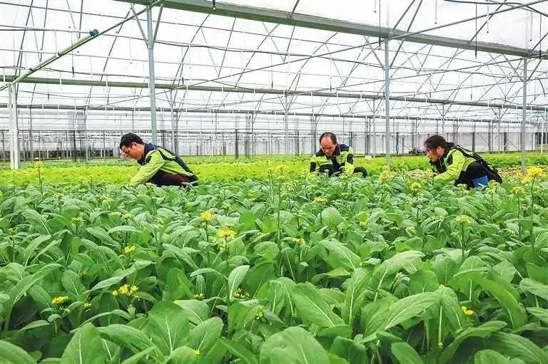 陈洪：积极探索绿色循环农业发展模式 产