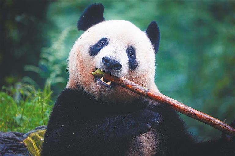 大熊猫“香香”与公众见面